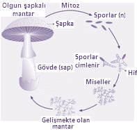 Şapkalı mantarda sporla üreme